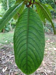 Sterculia megistophylla
