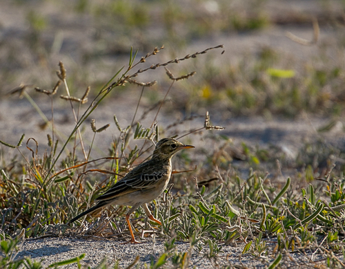African Pipit