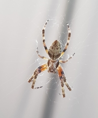 Araneidae