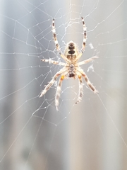Araneidae