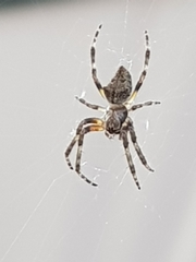 Araneidae
