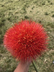 Scadoxus multiflorus