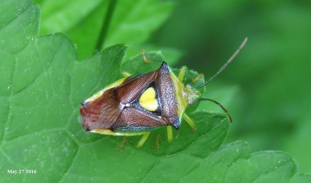 Sastragala