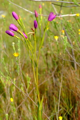Chironia jasminoides