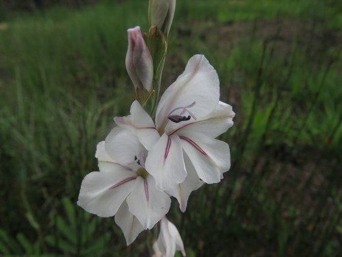 Image of Winter Pypie (Gladiolus wilsonii) by (c) James Deacon, some rights reserved (CC BY-SA)