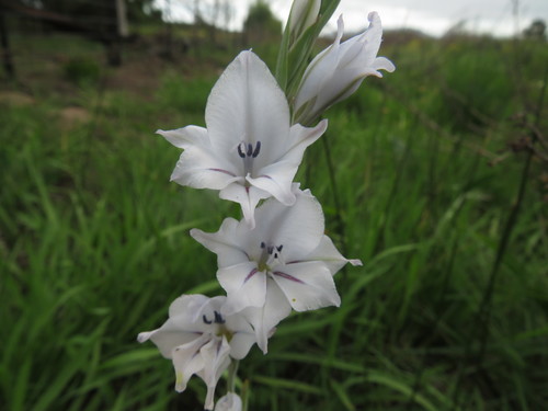 Image of Winter Pypie (Gladiolus wilsonii) by (c) James Deacon, some rights reserved (CC BY-SA)