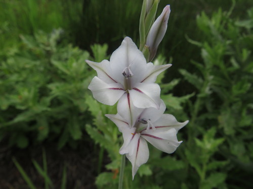 Image of Winter Pypie (Gladiolus wilsonii) by (c) James Deacon, some rights reserved (CC BY-SA)