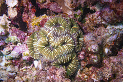 Acanthastrea pachysepta