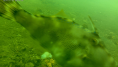 Meuschenia trachylepis