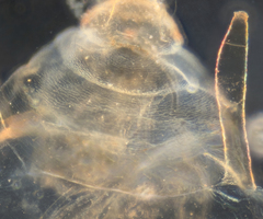 Hyperomyzus lactucae