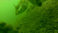 Meuschenia trachylepis