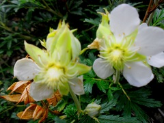 Farinopsis salesoviana