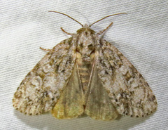Acronicta retardata