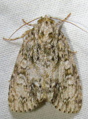 Acronicta retardata