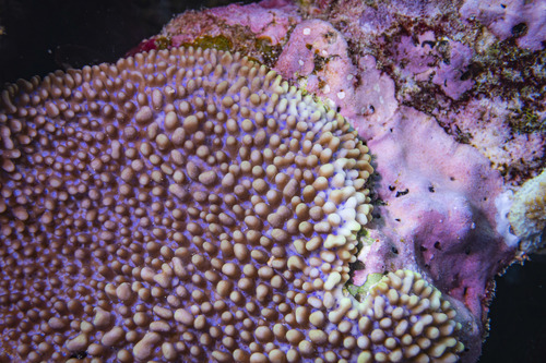Montipora danae