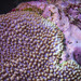 Montipora danae - Photo (c) Damien Brouste, some rights reserved (CC BY-NC), uploaded by Damien Brouste