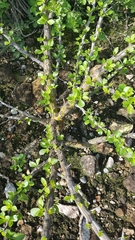 Fouquieria formosa