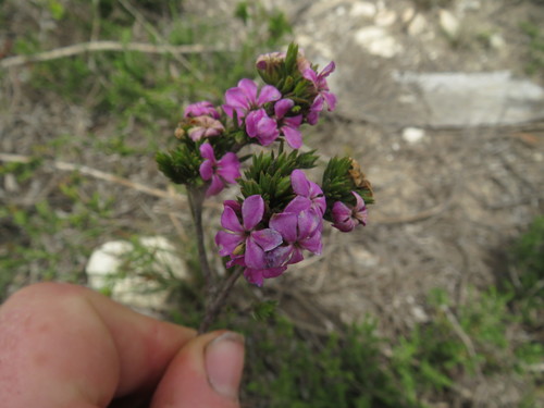 Image of Acmadenia obtusata by (c) James Deacon, some rights reserved (CC BY-SA)