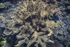 Acropora florida