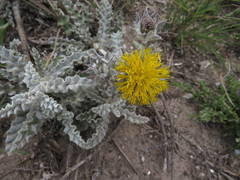 Berkheya heterophylla heterophylla
