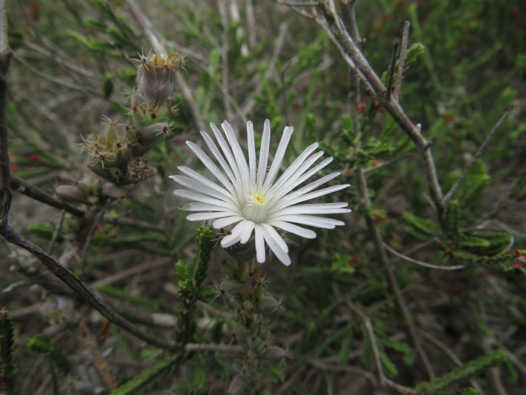 Trichodiadema rupicola