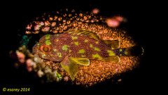 Sebastapistes cyanostigma