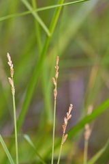 Carex canescens