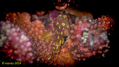 Sebastapistes cyanostigma