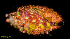 Sebastapistes cyanostigma