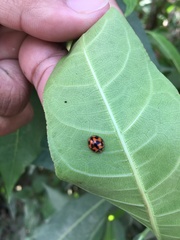 Coelophora inaequalis
