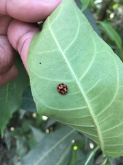 Coelophora inaequalis