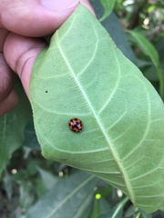 Coelophora inaequalis