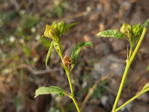 Sida acuta iNat (2)