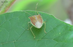 Pentatoma semiannulata