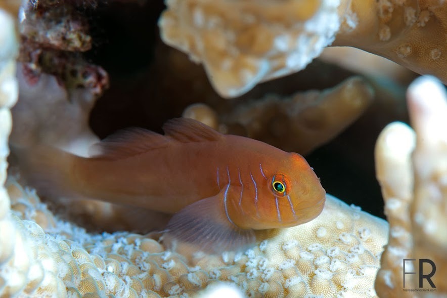 Five-bar coral goby (Gobiodon quinquestrigatus) — Gobiidae