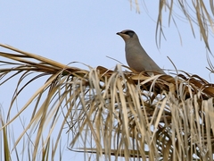 Hypocolius ampelinus