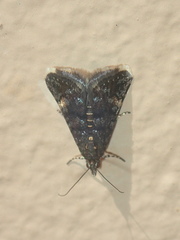 Heliothela ophideresana