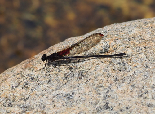 Hetaerina hebe