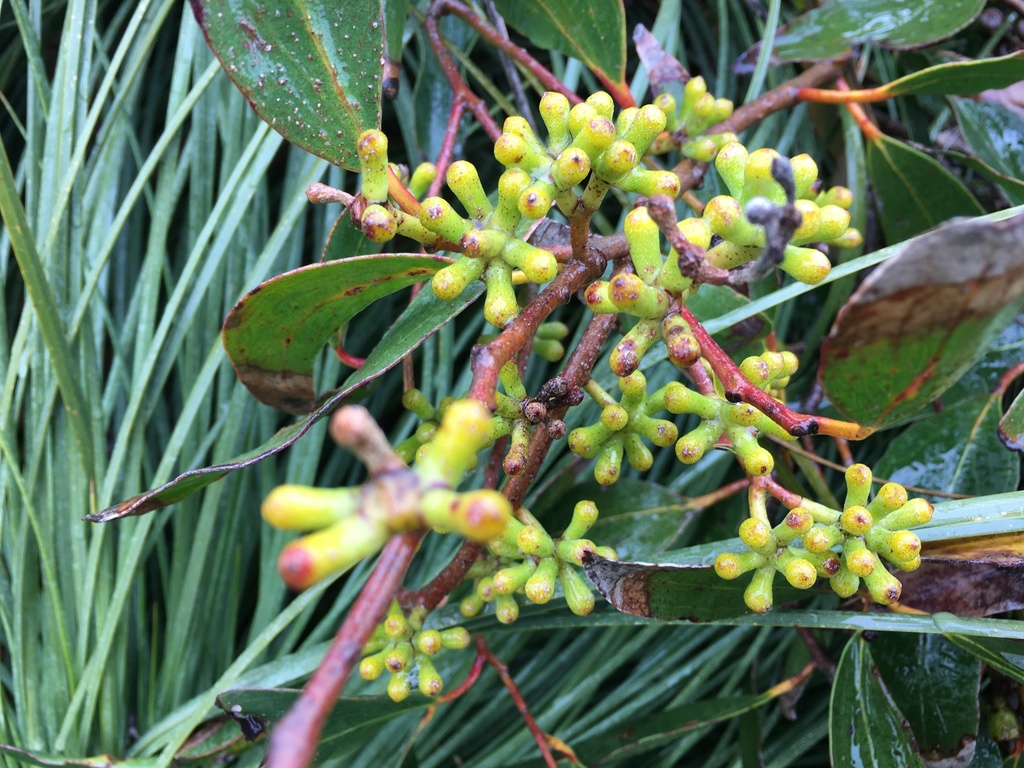 Messmate Stringybark from Port Campbell, VIC, AU on November 13, 2020 ...