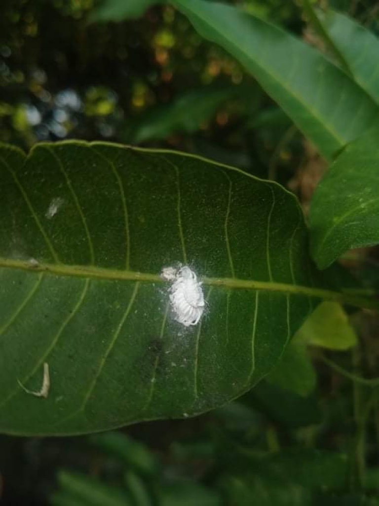 Mealybugs from Narciso Street, Surigao City, Surigao Del Norte, PH on November 12, 2020 at 0701