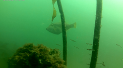 Meuschenia trachylepis