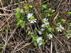 Scaevola albida