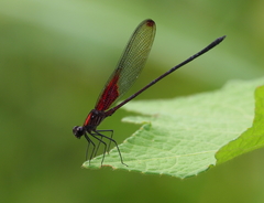 Hetaerina rosea