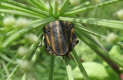 Graphosoma rubrolineatum