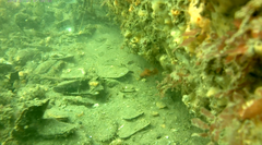 Monothrix polylepis