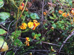 Pultenaea stricta