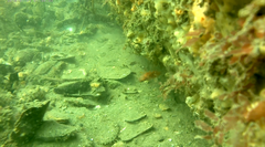 Monothrix polylepis