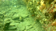 Monothrix polylepis