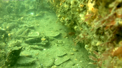 Monothrix polylepis