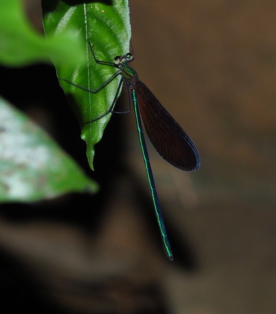 Matrona taoi
